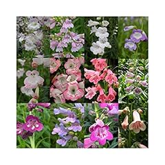 Ultimate penstemon collection for sale  Delivered anywhere in Ireland