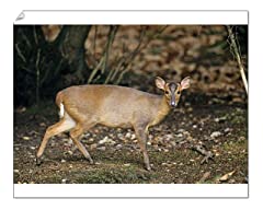 10x8 print muntjac for sale  Delivered anywhere in UK