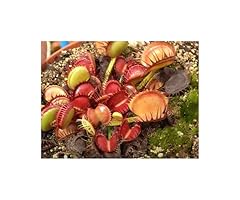 Pezzi dionaea mus. usato  Spedito ovunque in Italia 
