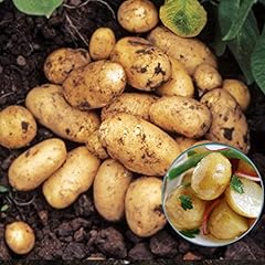 Seed potatoes pentland for sale  Delivered anywhere in UK