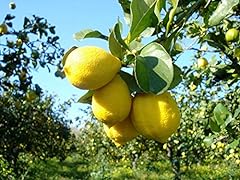 Cedro citrus medica usato  Spedito ovunque in Italia 