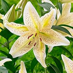 Lilium oriental adds for sale  Delivered anywhere in UK