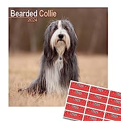Bearded collie calendar for sale  Delivered anywhere in UK