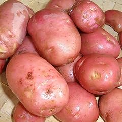 Pcs seed potatoes for sale  Delivered anywhere in UK