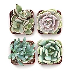 Shop succulents mixed for sale  Delivered anywhere in USA 