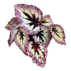 Harmony foliage harmony for sale  Delivered anywhere in USA 