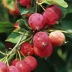 Dolgo crabapple tree for sale  Delivered anywhere in USA 