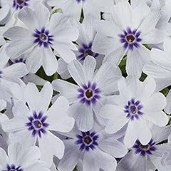 Creeping phlox subulata for sale  Delivered anywhere in UK