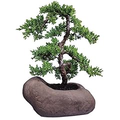 Brussel bonsai dt8001gmjr for sale  Delivered anywhere in USA 