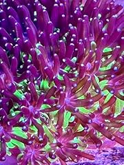 Coralslover live saltwater for sale  Delivered anywhere in USA 