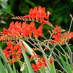 Crocosmia lucifer plant for sale  Delivered anywhere in UK