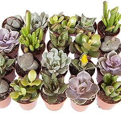 Garden indoor succulents for sale  Delivered anywhere in UK