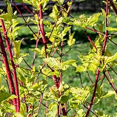 Carbeth plants cornus for sale  Delivered anywhere in Ireland