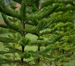 Graines plantes araucaria d'occasion  Livré partout en France