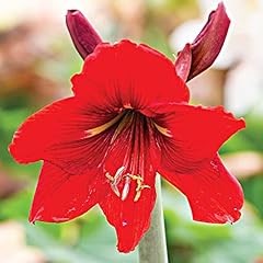 Hippeastrum red attention for sale  Delivered anywhere in UK