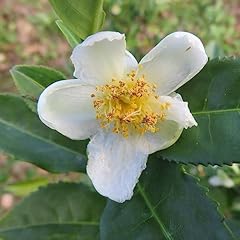 Tea plant camellia for sale  Delivered anywhere in UK
