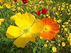 Welsh poppy meconopsis for sale  Delivered anywhere in UK