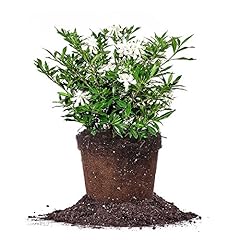 Perfect plants frostproof for sale  Delivered anywhere in USA 