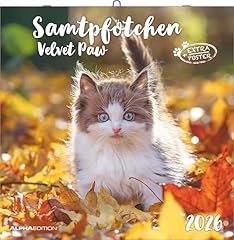 Samtpfötchen 2026 broschüren gebraucht kaufen  Wird an jeden Ort in Deutschland