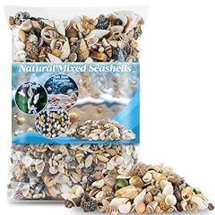 Maqihan tiny seashells for sale  Delivered anywhere in USA 