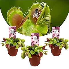 Plant box dionaea usato  Spedito ovunque in Italia 