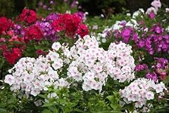 Mixed color phlox for sale  Delivered anywhere in USA 