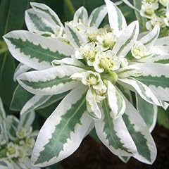 Euphorbia variegata nr.50 usato  Spedito ovunque in Italia 