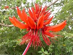 Visa store erythrina d'occasion  Livré partout en France