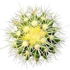 Live cactus plants for sale  Delivered anywhere in USA 