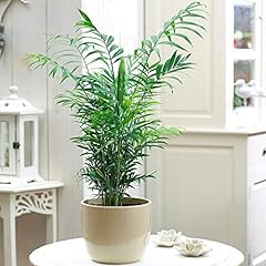 Chamaedorea Elegans Palm - Premium Tall Indoor House for sale  Delivered anywhere in UK