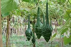 Caveman club gourd for sale  Delivered anywhere in USA 