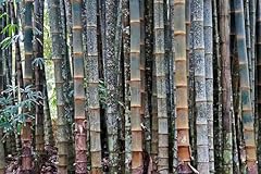 Huge dragon bamboo for sale  Delivered anywhere in USA 