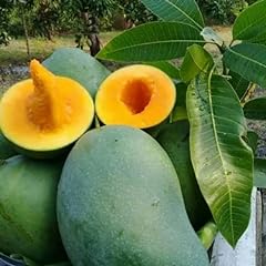 Keo mango trees for sale  Delivered anywhere in USA 