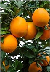 Grafted red navel for sale  Delivered anywhere in USA 