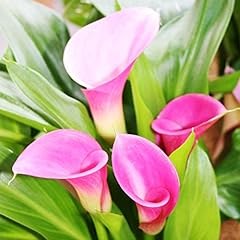 Garnet glow calla for sale  Delivered anywhere in USA 