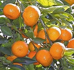 Live plant satsuma for sale  Delivered anywhere in USA 