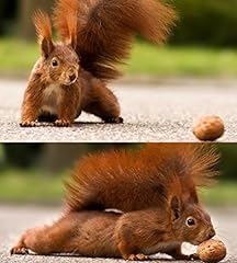 Eichhörnchen gymnastik lustig gebraucht kaufen  Wird an jeden Ort in Deutschland
