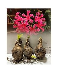 Garthwaite nurseries stockist for sale  Delivered anywhere in UK