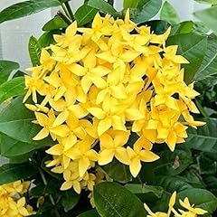Dwarf yellow ixora for sale  Delivered anywhere in USA 