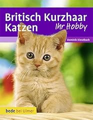 Britisch kurzhaar katzen gebraucht kaufen  Wird an jeden Ort in Deutschland