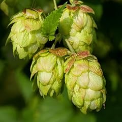 Kviter 150 hops for sale  Delivered anywhere in USA 