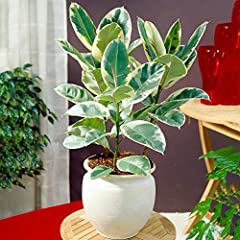 Ficus tineke rubber for sale  Delivered anywhere in UK