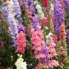 Larkspur giant imperial for sale  Delivered anywhere in UK