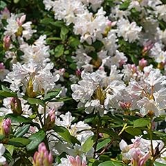 Rhododendron plant tinkerbird for sale  Delivered anywhere in UK