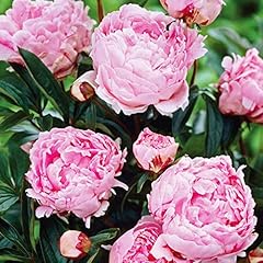 Peony sarah bernhardt for sale  Delivered anywhere in UK