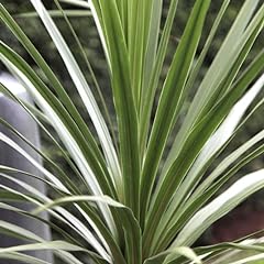 Cordyline australis tree for sale  Delivered anywhere in Ireland