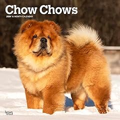 Chow chows 2024 for sale  Delivered anywhere in UK