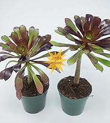 Two black rose for sale  Delivered anywhere in USA 