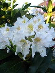 Alpenrose rhododendron cunning gebraucht kaufen  Wird an jeden Ort in Deutschland