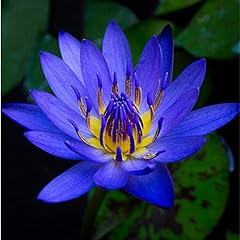 Planterest nymphaea king for sale  Delivered anywhere in USA 